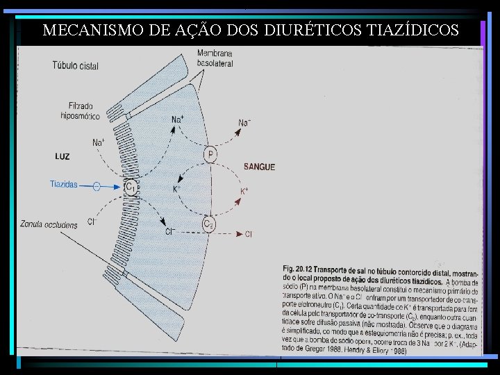 MECANISMO DE AÇÃO DOS DIURÉTICOS TIAZÍDICOS 