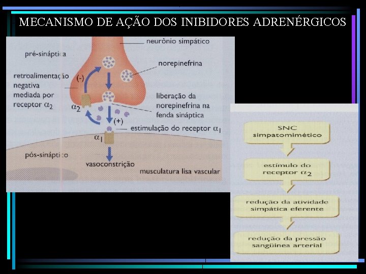 MECANISMO DE AÇÃO DOS INIBIDORES ADRENÉRGICOS 