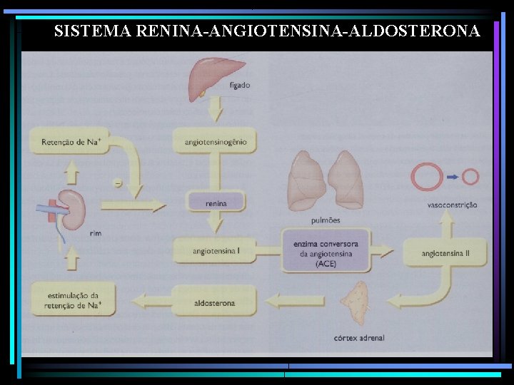 SISTEMA RENINA-ANGIOTENSINA-ALDOSTERONA 