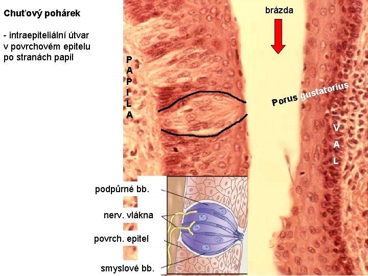 brázda Chuťový pohárek - intraepiteliální útvar v povrchovém epitelu po stranách papil P A