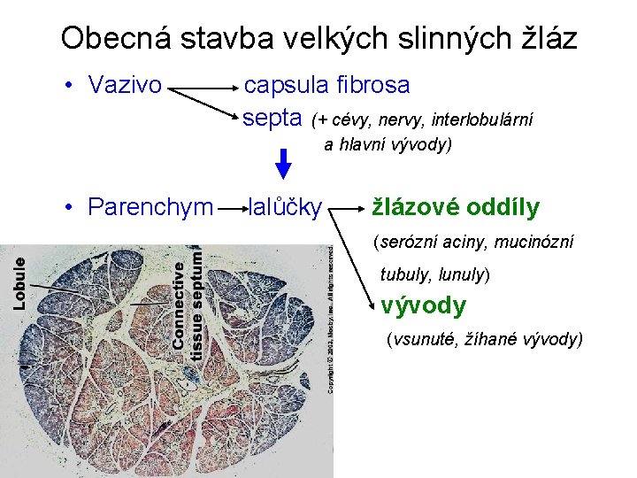 Obecná stavba velkých slinných žláz • Vazivo capsula fibrosa septa (+ cévy, nervy, interlobulární
