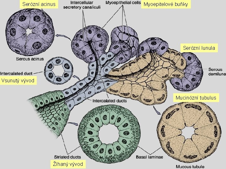 Serózní acinus Myoepitelové buňky Serózní lunula Vsunutý vývod Mucinózní tubulus Žíhaný vývod 