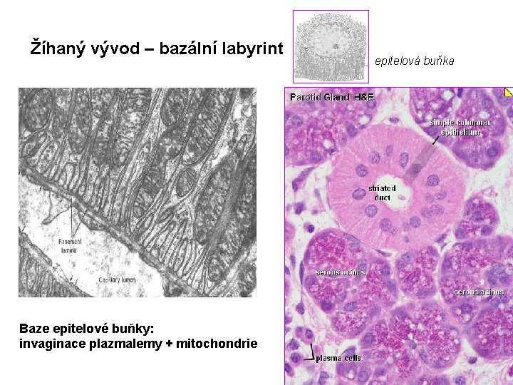 Žíhaný vývod – bazální labyrint Baze epitelové buňky: invaginace plazmalemy + mitochondrie epitelová buňka