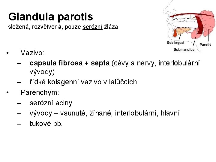 Glandula parotis složená, rozvětvená, pouze serózní žláza • • Vazivo: – capsula fibrosa +