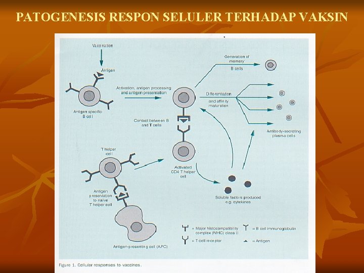 PATOGENESIS RESPON SELULER TERHADAP VAKSIN 