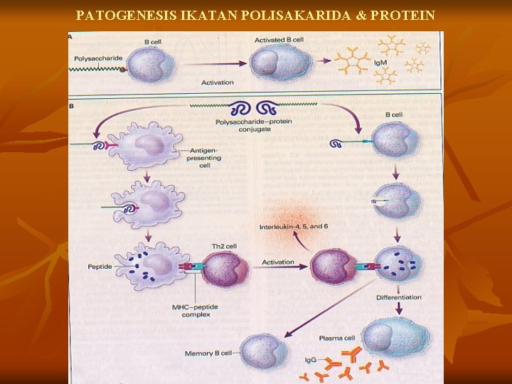 PATOGENESIS IKATAN POLISAKARIDA & PROTEIN 