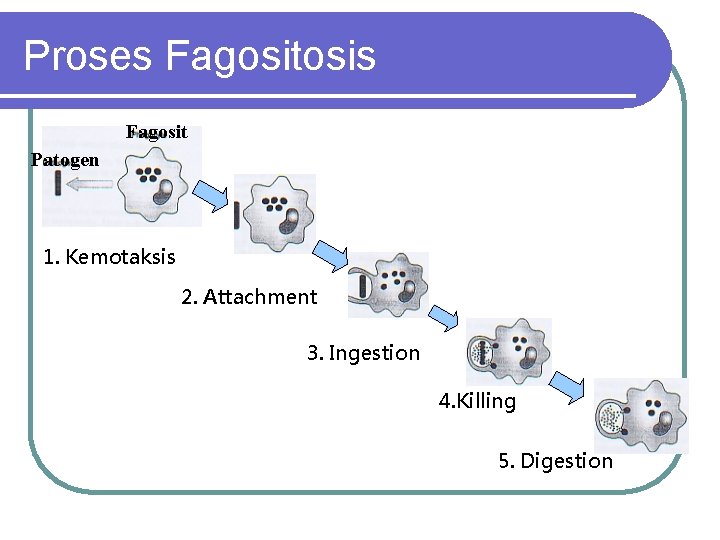 Proses Fagositosis Fagosit Patogen 1. Kemotaksis 2. Attachment 3. Ingestion 4. Killing 5. Digestion