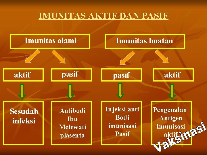 IMUNITAS AKTIF DAN PASIF Imunitas alami aktif Sesudah infeksi pasif Antibodi Ibu Melewati plasenta