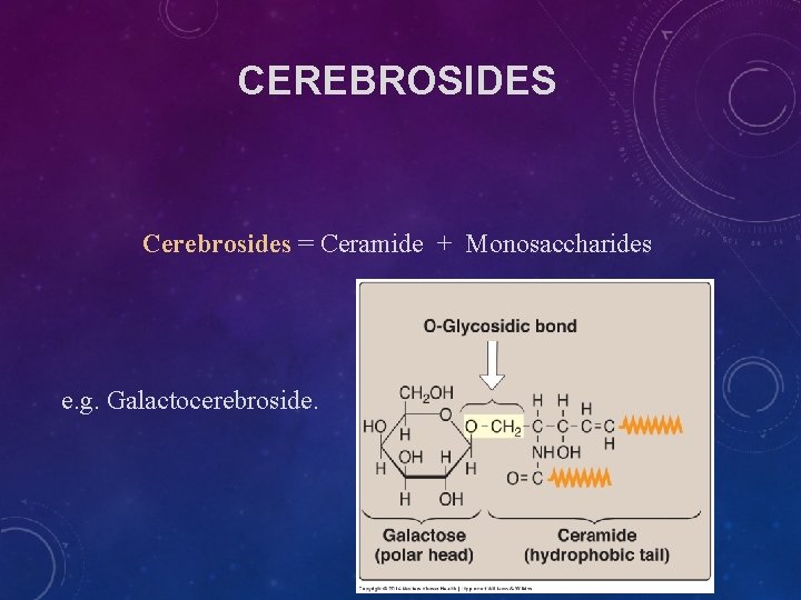 CEREBROSIDES Cerebrosides = Ceramide + Monosaccharides e. g. Galactocerebroside. CEREBROSIDES Cerebrosides = Ceramide + Monosaccharides e. g. Galactocerebroside.