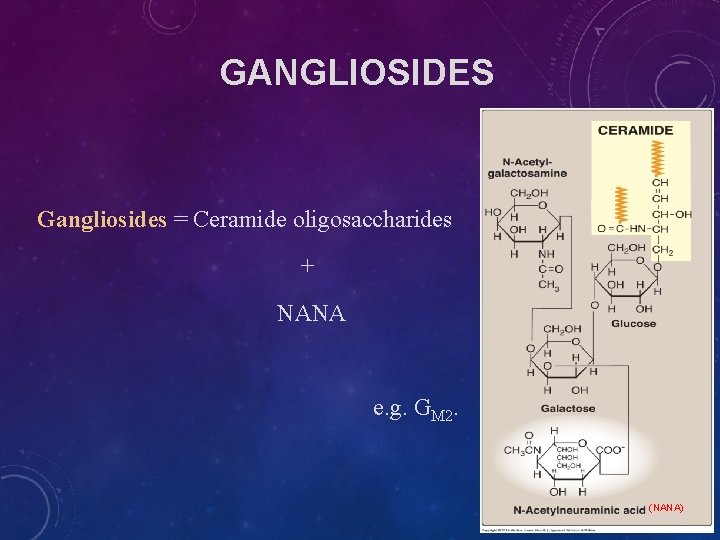 GANGLIOSIDES Gangliosides = Ceramide oligosaccharides + NANA e. g. GM 2. (NANA) GANGLIOSIDES Gangliosides = Ceramide oligosaccharides + NANA e. g. GM 2. (NANA)
