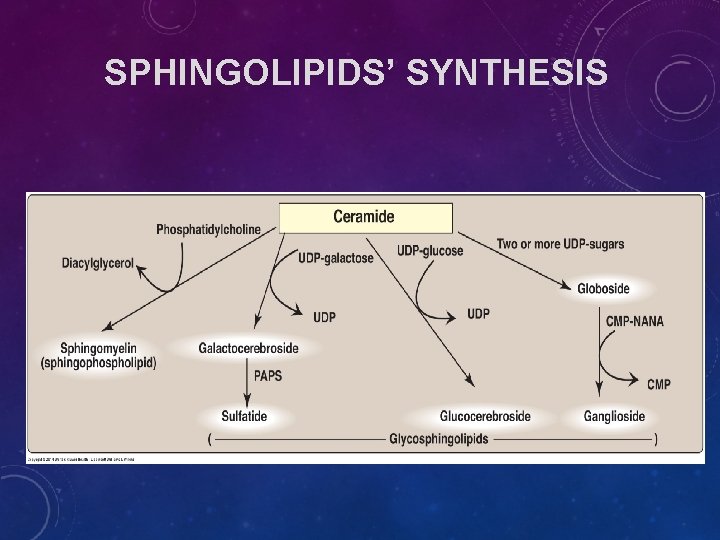 SPHINGOLIPIDS’ SYNTHESIS SPHINGOLIPIDS’ SYNTHESIS