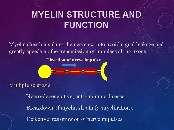 MYELIN STRUCTURE AND FUNCTION Myelin sheath insulates the nerve axon to avoid signal leakage MYELIN STRUCTURE AND FUNCTION Myelin sheath insulates the nerve axon to avoid signal leakage