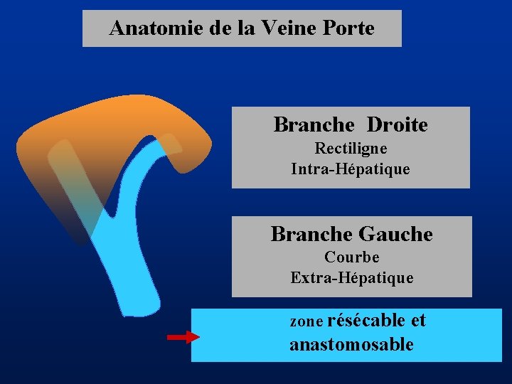 Anatomie de la Veine Porte Branche Droite Rectiligne Intra-Hépatique Branche Gauche Courbe Extra-Hépatique zone