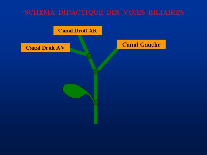 SCHEMA DIDACTIQUE DES VOIES BILIAIRES Canal Droit AR Canal Droit AV Canal Gauche 