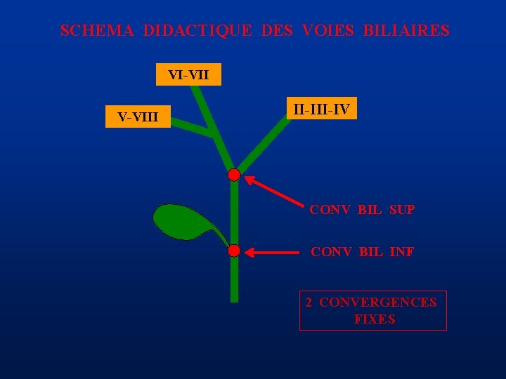 SCHEMA DIDACTIQUE DES VOIES BILIAIRES VI-VII V-VIII II-IV CONV BIL SUP CONV BIL INF