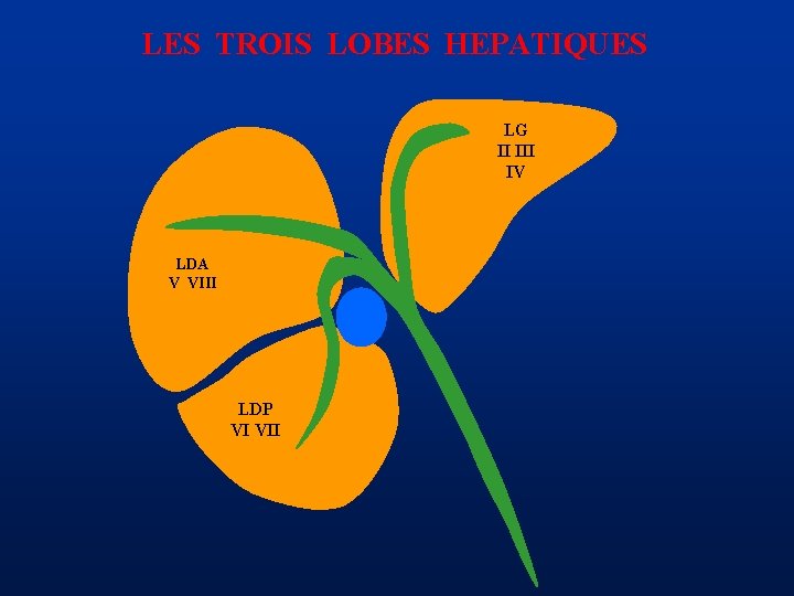LES TROIS LOBES HEPATIQUES LG II IV LDA V VIII LDP VI VII 