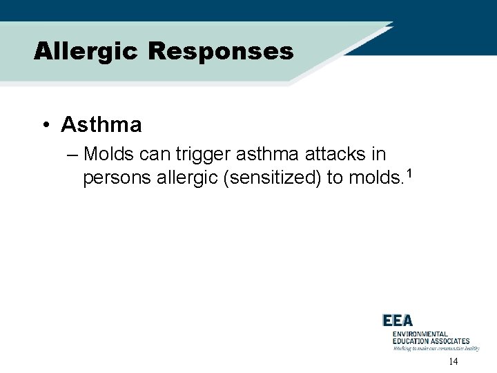 Allergic Responses • Asthma – Molds can trigger asthma attacks in persons allergic (sensitized)