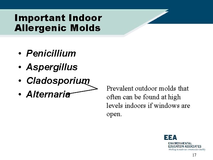 Important Indoor Allergenic Molds • • Penicillium Aspergillus Cladosporium Alternaria Prevalent outdoor molds that