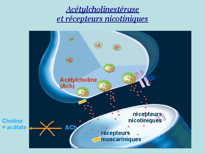 Acétylcholinestérase et récepteurs nicotiniques Acétylcholine (Ach) Choline + acétate récepteurs nicotiniques ACh récepteurs muscariniques