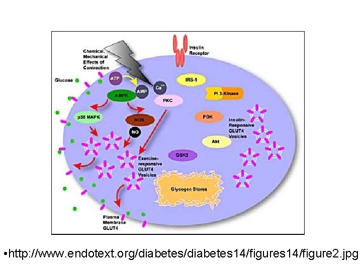  • http: //www. endotext. org/diabetes 14/figures 14/figure 2. jpg 