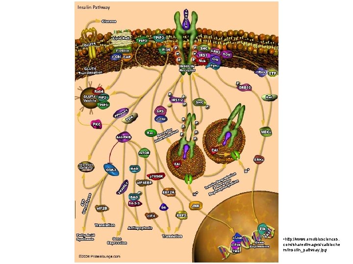  • http: //www. emdbiosciences. com/sharedimages/calbioche m/insulin_pathway. jpg 