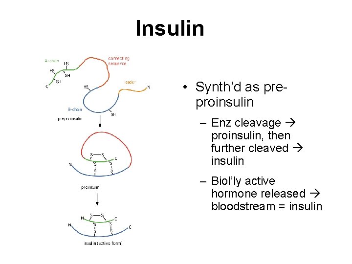 Insulin • Synth’d as preproinsulin – Enz cleavage proinsulin, then further cleaved insulin –