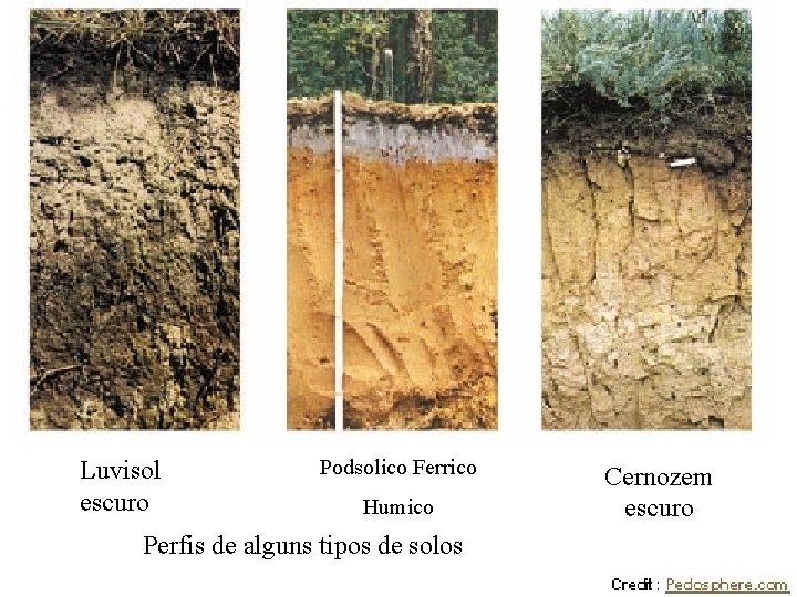 Luvisol escuro Podsolico Ferrico Humico Perfis de alguns tipos de solos Cernozem escuro 