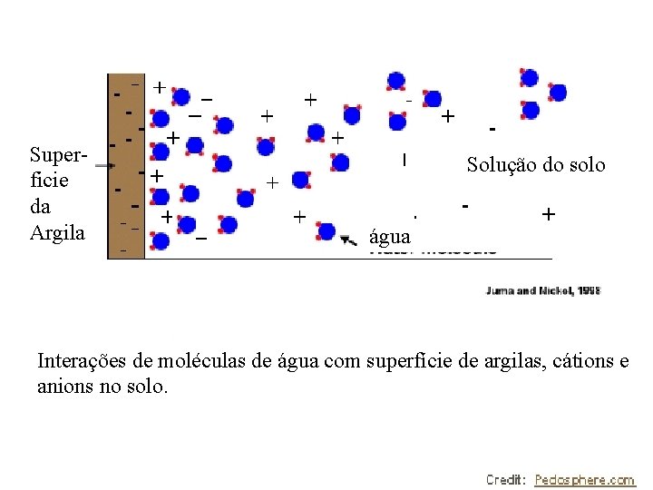 Superficie da Argila Solução do solo água Interações de moléculas de água com superfície