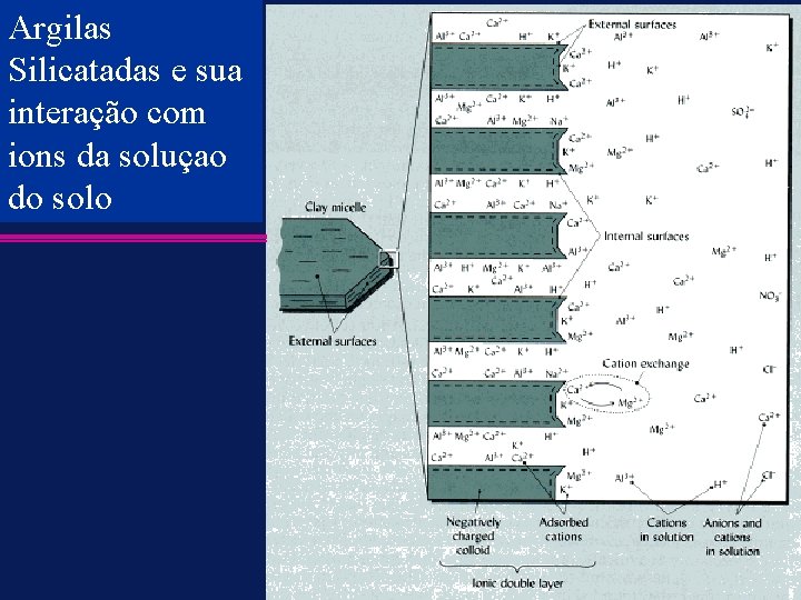 Argilas Silicatadas e sua interação com ions da soluçao do solo 