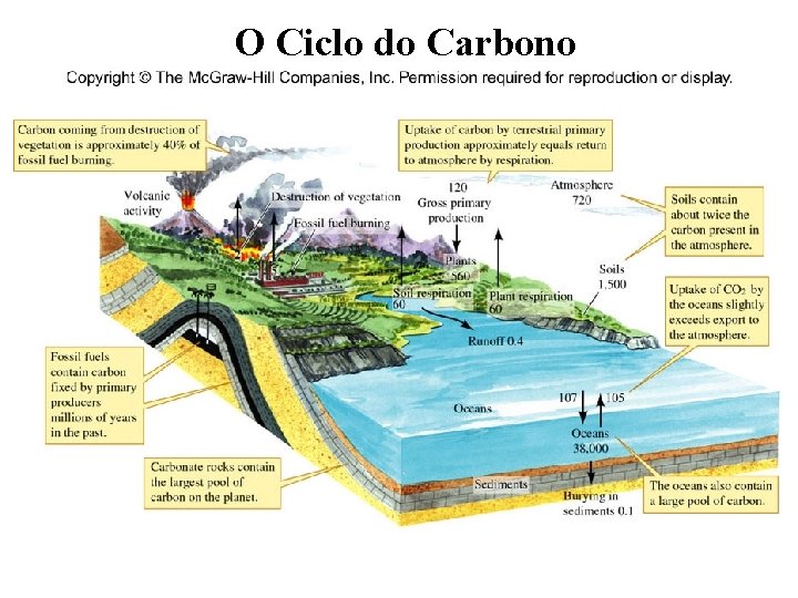 O Ciclo do Carbono 