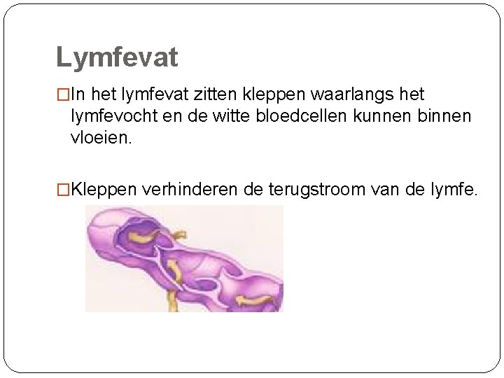 Lymfevat �In het lymfevat zitten kleppen waarlangs het lymfevocht en de witte bloedcellen kunnen