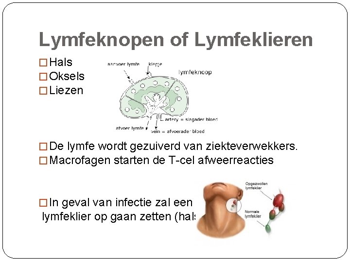 Lymfeknopen of Lymfeklieren � Hals � Oksels � Liezen � De lymfe wordt gezuiverd