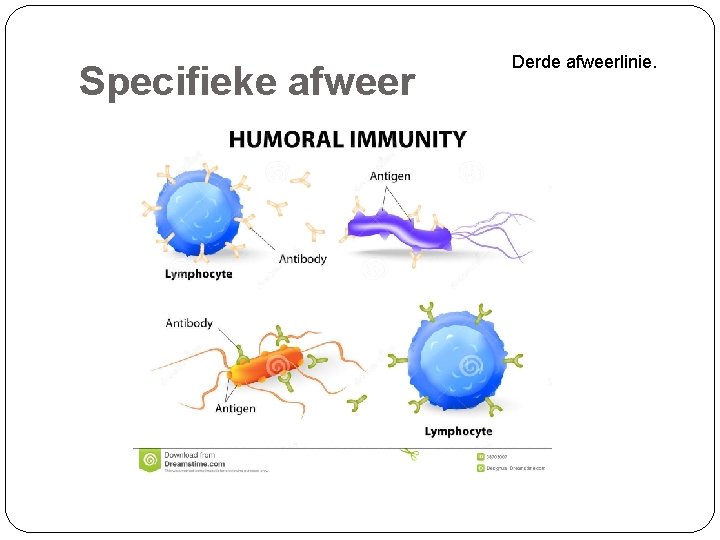Specifieke afweer Derde afweerlinie. 