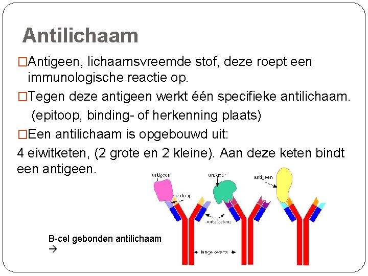 Antilichaam �Antigeen, lichaamsvreemde stof, deze roept een immunologische reactie op. �Tegen deze antigeen werkt
