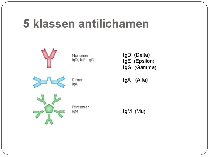 5 klassen antilichamen Ig. D (Delta) Ig. E (Epsilon) Ig. G (Gamma) Ig. A