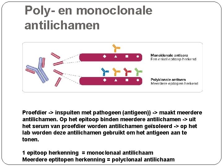 Poly- en monoclonale antilichamen Proefdier -> inspuiten met pathogeen (antigeen)) -> maakt meerdere antilichamen.