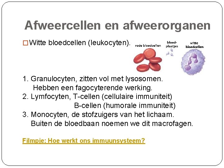 Afweercellen en afweerorganen � Witte bloedcellen (leukocyten). 1. Granulocyten, zitten vol met lysosomen. Hebben