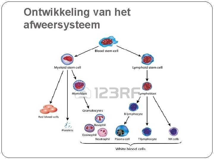 Ontwikkeling van het afweersysteem 