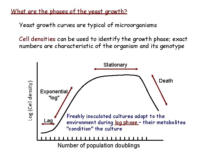 What are the phases of the yeast growth? Yeast growth curves are typical of