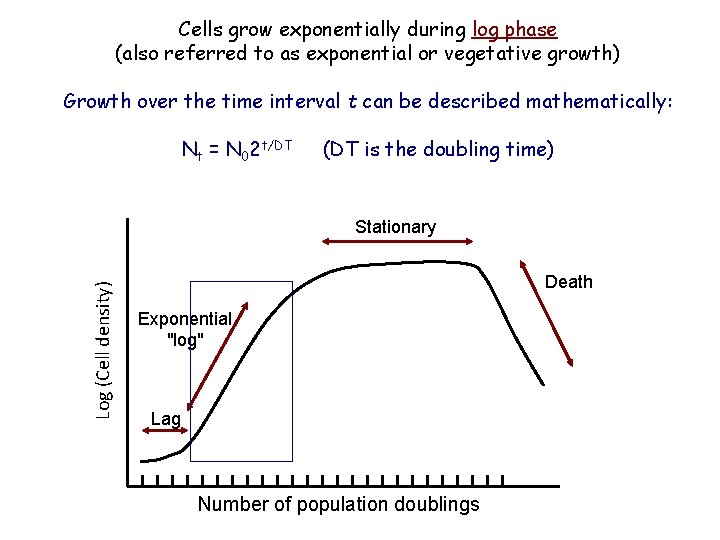 Cells grow exponentially during log phase (also referred to as exponential or vegetative growth)