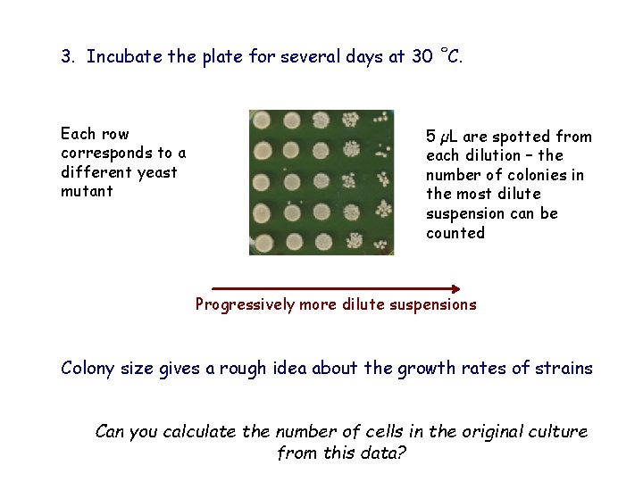 3. Incubate the plate for several days at 30 ˚C. Each row corresponds to