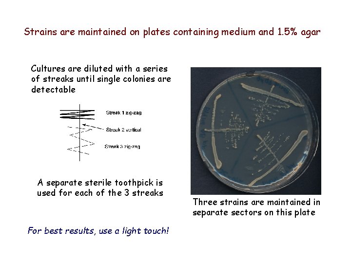 Strains are maintained on plates containing medium and 1. 5% agar Cultures are diluted