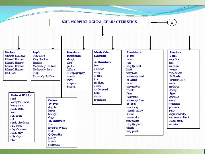 SOIL MORPHOLOGICAL CHARACTERISTICS Horizon Organic Material Mineral Horizon Bed Rock Texture( USDA) sand loamy