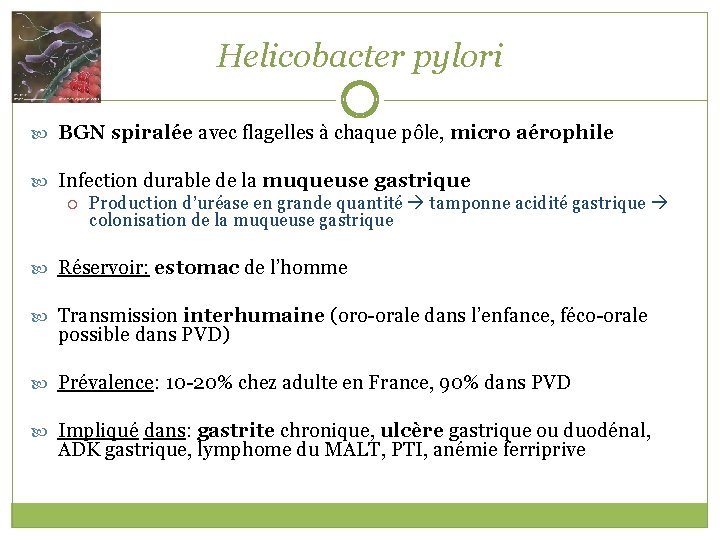 Helicobacter pylori BGN spiralée avec flagelles à chaque pôle, micro aérophile Infection durable de