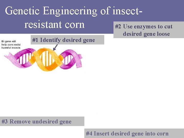 Genetic Engineering of insectresistant corn #2 Use enzymes to cut #1 Identify desired gene