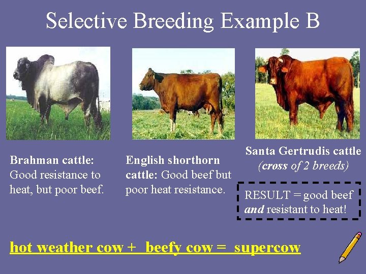 Selective Breeding Example B Brahman cattle: Good resistance to heat, but poor beef. English