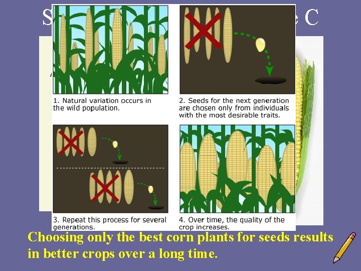 Selective Breeding: Example C Ancient corn from Peru (~4000 yrs old) Choosing only the