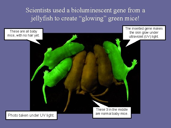 Scientists used a bioluminescent gene from a jellyfish to create “glowing” green mice! These