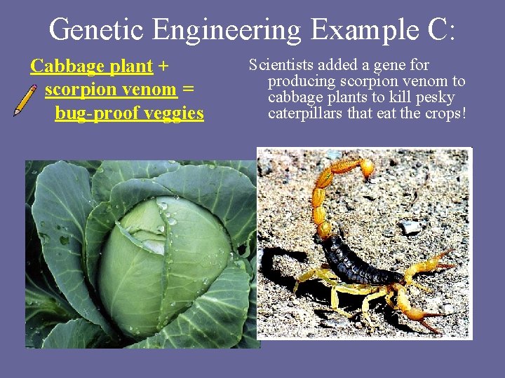 Genetic Engineering Example C: Cabbage plant + scorpion venom = bug-proof veggies Scientists added