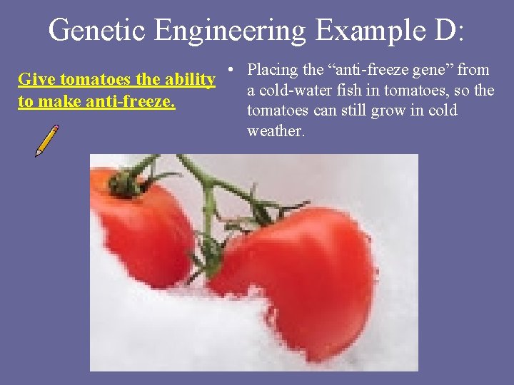 Genetic Engineering Example D: Give tomatoes the ability to make anti-freeze. • Placing the